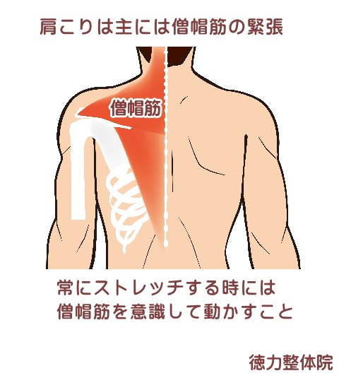 肩のコリは僧帽筋の緊張がコリになる