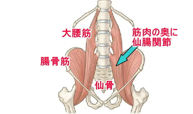 大腰筋、腸骨筋の収縮が骨盤の歪みや骨盤の開き、背骨のズレに
