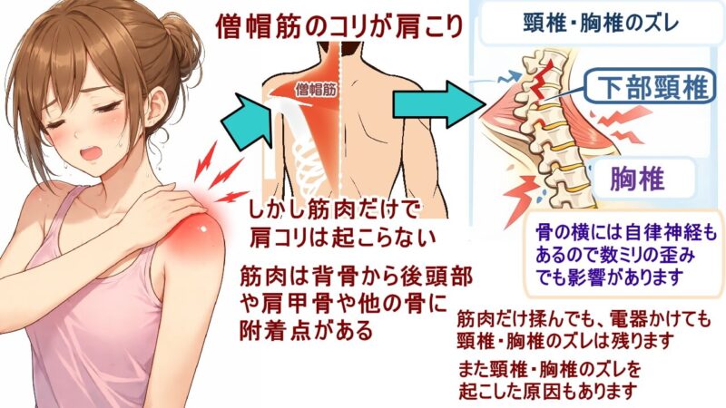 （北九州市小倉南区と小倉北区）徳力整体院は36年の実績の肩こりの原因