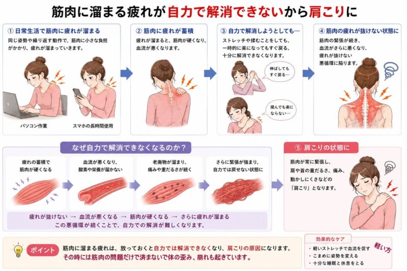 肩こりの筋肉のコリが、どうして起きるのか?北九州市・小倉の徳力整体院