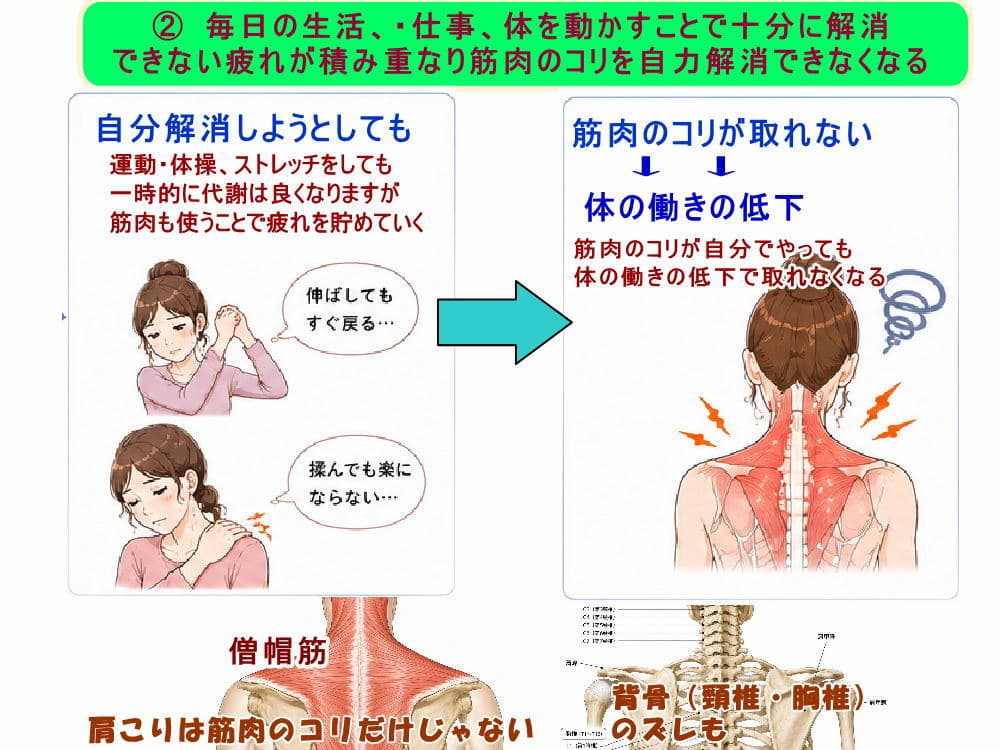 肩こりを楽にする、解消する、改善する為には筋肉からですが、肩こりは筋肉だけで起きていない。北九州市・小倉の徳力整体院。