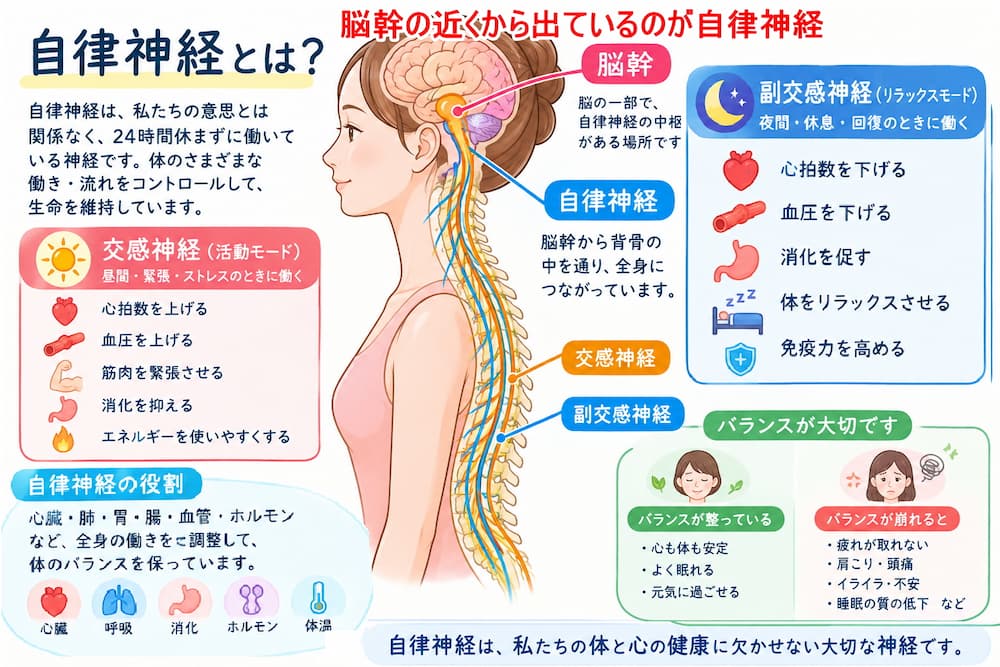 自律神経の乱れ((北九州市・小倉南区・小倉北区からも徳力整体院は36年の実績)